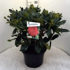 Rhododendron (Rhododendron 'Markeeta's Prize') -Tuinplanten Winkel rh. markeeta s prize c20