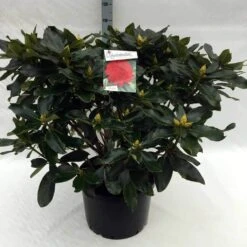 Rhododendron (Rhododendron 'Markeeta's Prize') -Tuinplanten Winkel rh. markeeta s prize c40