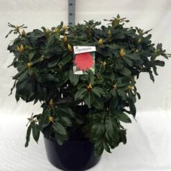 Rhododendron (Rhododendron 'Markeeta's Prize') -Tuinplanten Winkel rh. markeeta s prize c80
