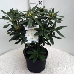 Rhododendron (Rhododendron 'Madame Masson') -Tuinplanten Winkel rh. mme masson c10 50 cm