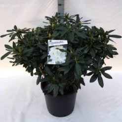 Rhododendron (Rhododendron 'Madame Masson') -Tuinplanten Winkel rh. mme masson c30