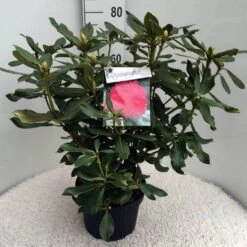 Rhododendron (Rhododendron 'Nova Zembla') -Tuinplanten Winkel rh. nova zembla c10 50 cm