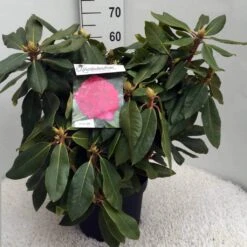Rhododendron (Rhododendron 'American Beauty') -Tuinplanten Winkel rh. p. a. beauty c10 50 cm