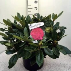 Rhododendron (Rhododendron 'American Beauty') -Tuinplanten Winkel rh. p.a. beauty c20