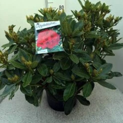Rhododendron (Rhododendron 'Red Jack') -Tuinplanten Winkel rh. red jack c20