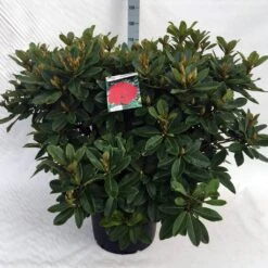 Rhododendron (Rhododendron 'Red Jack') -Tuinplanten Winkel rh. red jack c40