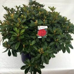 Rhododendron (Rhododendron 'Red Jack') -Tuinplanten Winkel rh. red jack c80