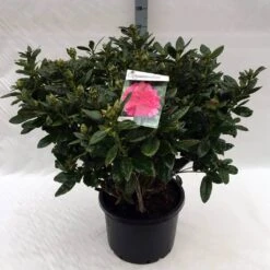 Rhododendron (Rhododendron 'Rocket') -Tuinplanten Winkel rh. rocket c40