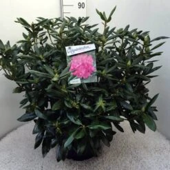 Rhododendron (Rhododendron 'Roseum Elegans') -Tuinplanten Winkel rh. roseum elegans c20