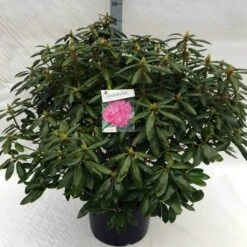 Rhododendron (Rhododendron 'Roseum Elegans') -Tuinplanten Winkel rh. roseum elegans c40