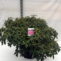 Rhododendron (Rhododendron 'Roseum Elegans') -Tuinplanten Winkel rh. roseum elegans c80