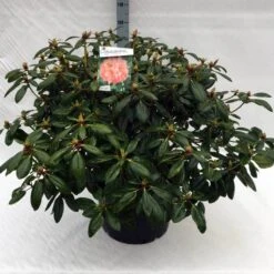 Rhododendron (Rhododendron 'Virginia Richards') -Tuinplanten Winkel rh. virginia richards c40