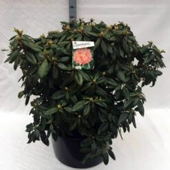 Rhododendron (Rhododendron 'Virginia Richards') -Tuinplanten Winkel rh. virginia richards c80
