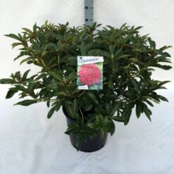 Rhododendron (Rhododendron 'Wilgen's Ruby') -Tuinplanten Winkel rh. wilgen s ruby c30