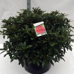 Rhododendron (Rhododendron 'Wilgen's Ruby') -Tuinplanten Winkel rh. wilgens ruby c80