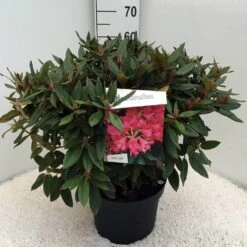 Rhododendron (Rhododendron 'Winsome') -Tuinplanten Winkel rh. winsome c10 50 cm