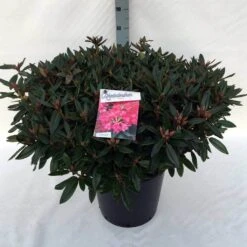 Rhododendron (Rhododendron 'Winsome') -Tuinplanten Winkel rh. winsome c30