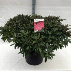 Rhododendron (Rhododendron 'Winsome') -Tuinplanten Winkel rh. winsome c40