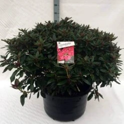 Rhododendron (Rhododendron 'Winsome') -Tuinplanten Winkel rh. winsome c80