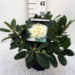 Rhododendron (Rhododendron 'Flava') -Tuinplanten Winkel rh. y flava c5