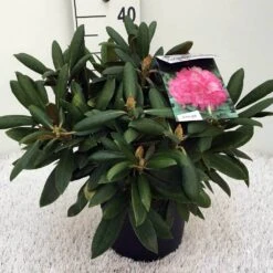 Dwergrhododendron (Rhododendron 'Polaris') -Tuinplanten Winkel rh. y polaris c5