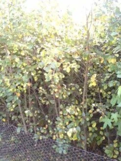 Sporkehout, Bosplantsoen (Frangula Alnus) -Tuinplanten Winkel rhamnus frangula 200 250 1