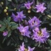 Dwergrhododendron (Rhododendron 'Blue Diamond') -Tuinplanten Winkel rhbdiamo 1