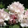 Rhododendron (Rhododendron 'Doc') -Tuinplanten Winkel rhdoc 2