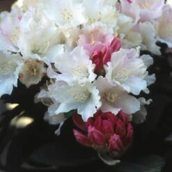 Dwergrhododendron (Rhododendron 'Dreamland') 14 Dwergrhododendron (Rhododendron 'Dreamland') -Tuinplanten Winkel rhdreaml 2