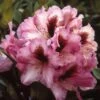 Rhododendron (Rhododendron 'Kokardia') -Tuinplanten Winkel rhkokard 2