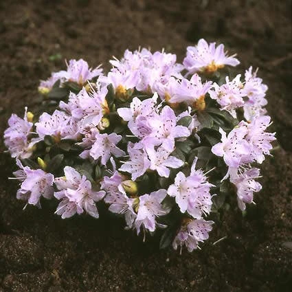 Dwergrhododendron (Rhododendron 'Moerheim') 3 Dwergrhododendron (Rhododendron 'Moerheim')