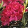 Rhododendron (Rhododendron 'Nova Zembla') -Tuinplanten Winkel rhnzembl 7