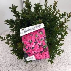 Japanse Azalea (Rhododendron 'Madame Van Hecke') -Tuinplanten Winkel rho. aj mme van hecke c10
