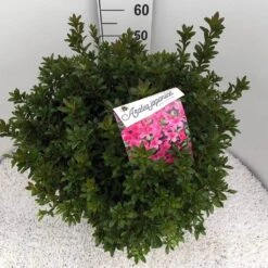 Japanse Azalea (Rhododendron 'Madame Van Hecke') -Tuinplanten Winkel rho. aj mme van hecke c15