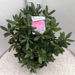 Rhododendron (Rhododendron 'Cosmopolitan') 24 Rhododendron (Rhododendron 'Cosmopolitan') -Tuinplanten Winkel rho. cosmopolitan c10 50 cm