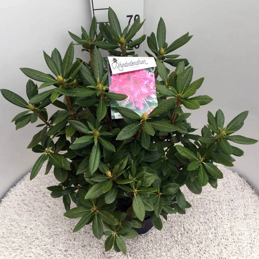 Rhododendron (Rhododendron 'Cosmopolitan') 9 Rhododendron (Rhododendron 'Cosmopolitan') - Afbeelding 7