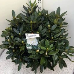 Rhododendron (Rhododendron 'Cunningham White') 31 Rhododendron (Rhododendron 'Cunningham White') -Tuinplanten Winkel rho. cunn white c20