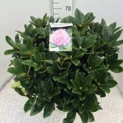 Rhododendron (Rhododendron 'Gomer Waterer') 16 Rhododendron (Rhododendron 'Gomer Waterer') -Tuinplanten Winkel rho. gomer waterer c20