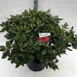 Rhododendron (Rhododendron 'Lord Roberts') -Tuinplanten Winkel rho. lord roberts c40
