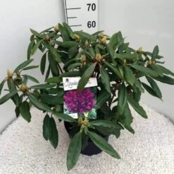 Rhododendron (Rhododendron 'Marcel Menard') -Tuinplanten Winkel rho. marcel menard c10 50 cm