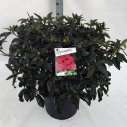 Rhododendron (Rhododendron 'Marie Forte') -Tuinplanten Winkel rho. marie forte c30