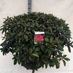 Rhododendron (Rhododendron 'Marie Forte') -Tuinplanten Winkel rho. marie forte c80