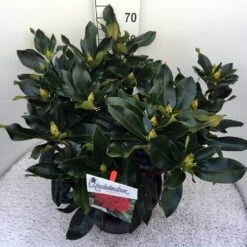 Rhododendron (Rhododendron 'Markeeta's Prize') -Tuinplanten Winkel rho. markeeta s prize c20