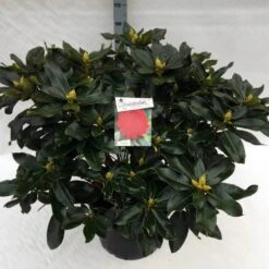 Rhododendron (Rhododendron 'Markeeta's Prize') -Tuinplanten Winkel rho. markeeta s prize c40