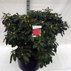 Rhododendron (Rhododendron 'Markeeta's Prize') -Tuinplanten Winkel rho. markeeta s prize c80