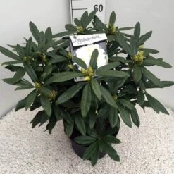 Rhododendron (Rhododendron 'Madame Masson') -Tuinplanten Winkel rho. mme masson c10 50 cm