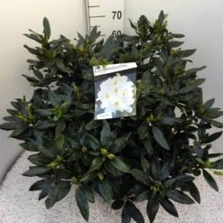 Rhododendron (Rhododendron 'Madame Masson') -Tuinplanten Winkel rho. mme masson c20