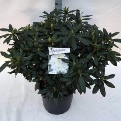 Rhododendron (Rhododendron 'Madame Masson') -Tuinplanten Winkel rho. mme masson c30