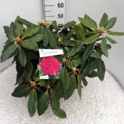 Rhododendron (Rhododendron 'American Beauty') -Tuinplanten Winkel rho. p. a. beauty c10 50 cm