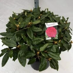 Rhododendron (Rhododendron 'American Beauty') -Tuinplanten Winkel rho. pierce amercian beauty c40